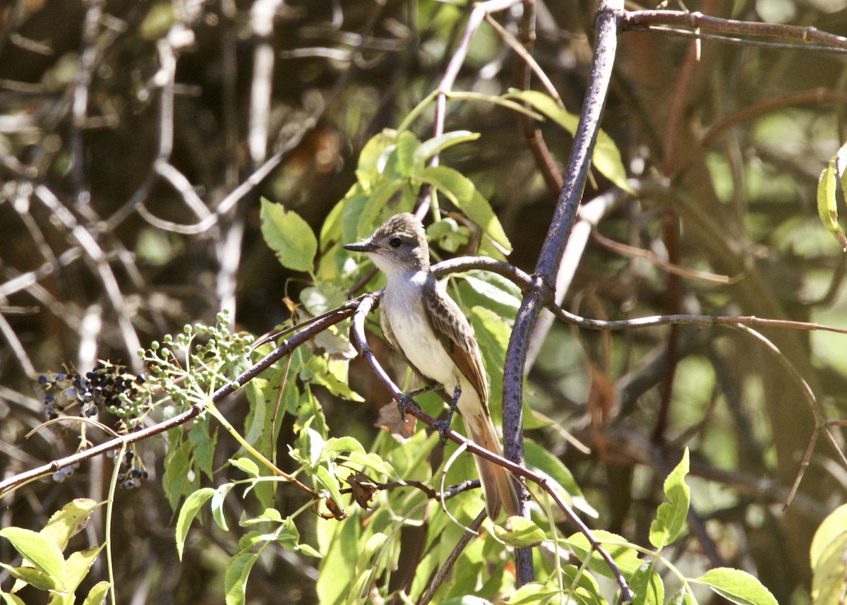 Ash-throated Flycatcher - Dave Bengston