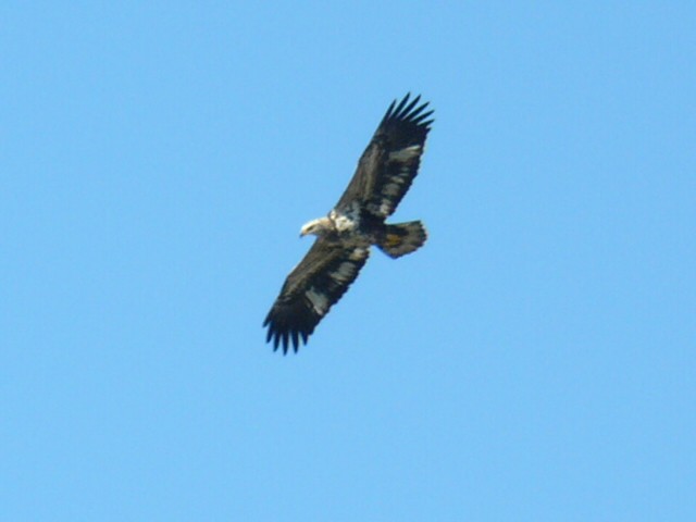 Bald Eagle - ML172637791