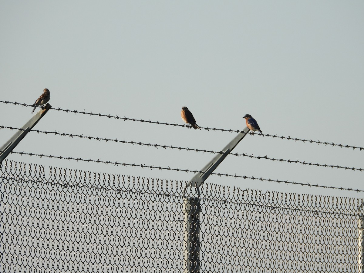 Eastern Bluebird - ML172638501