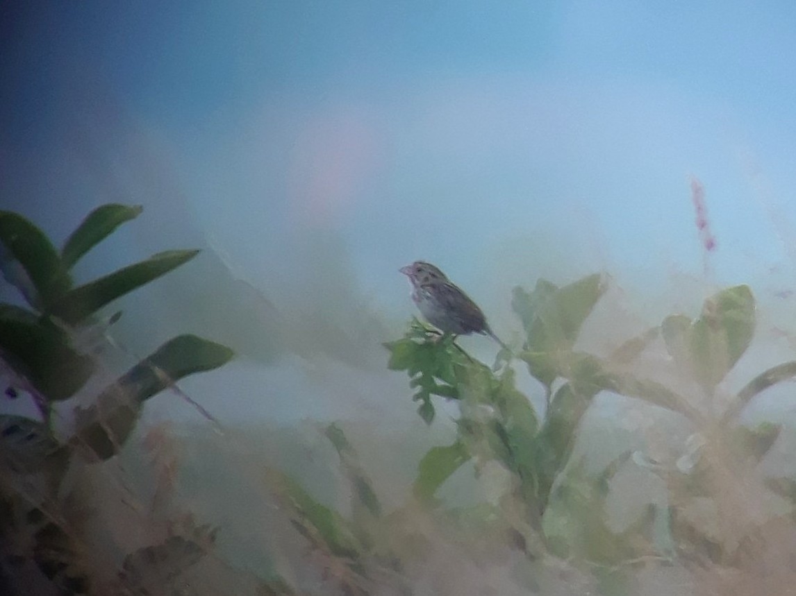 Henslow's Sparrow - ML172641031