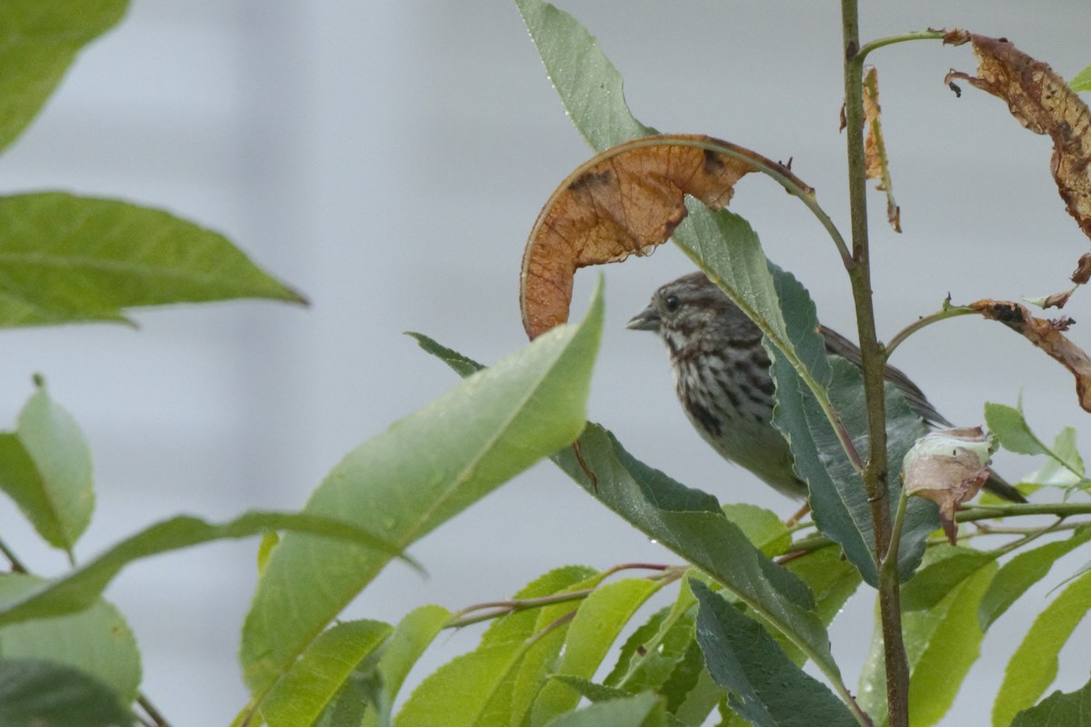 Song Sparrow - ML172641371