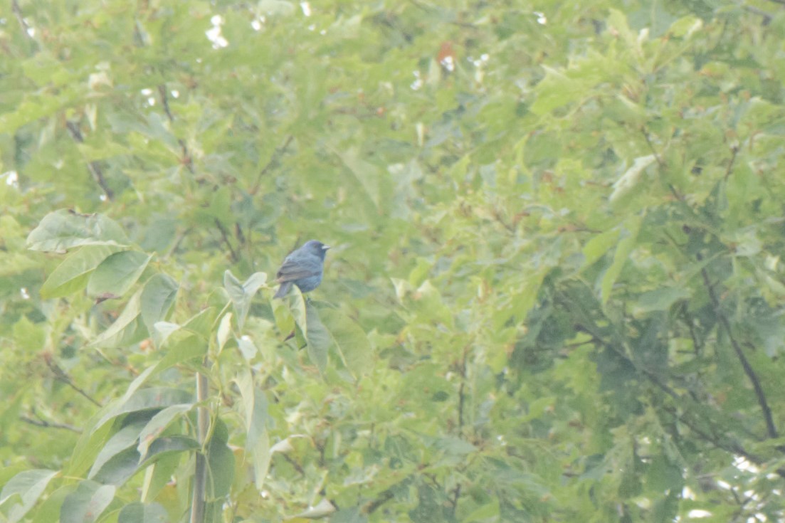 Indigo Bunting - ML172641551