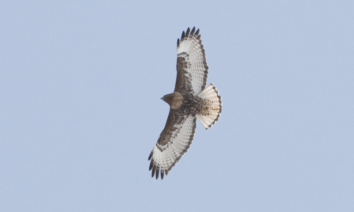 Red-tailed Hawk (calurus/abieticola) - Brian Sullivan