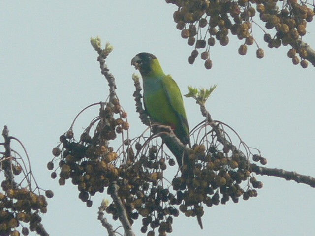 Nanday Parakeet - ML172643701