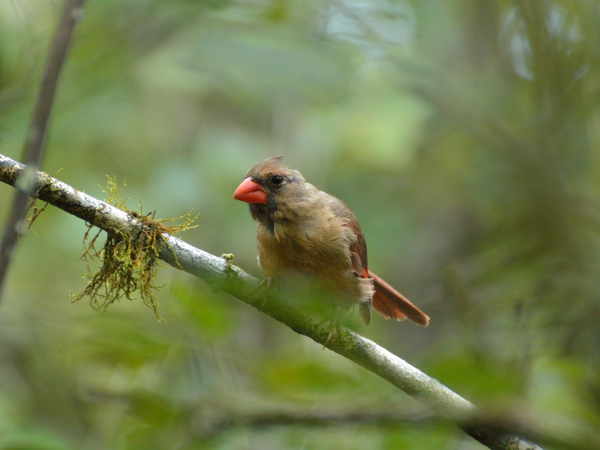 Northern Cardinal - Bente Torvund