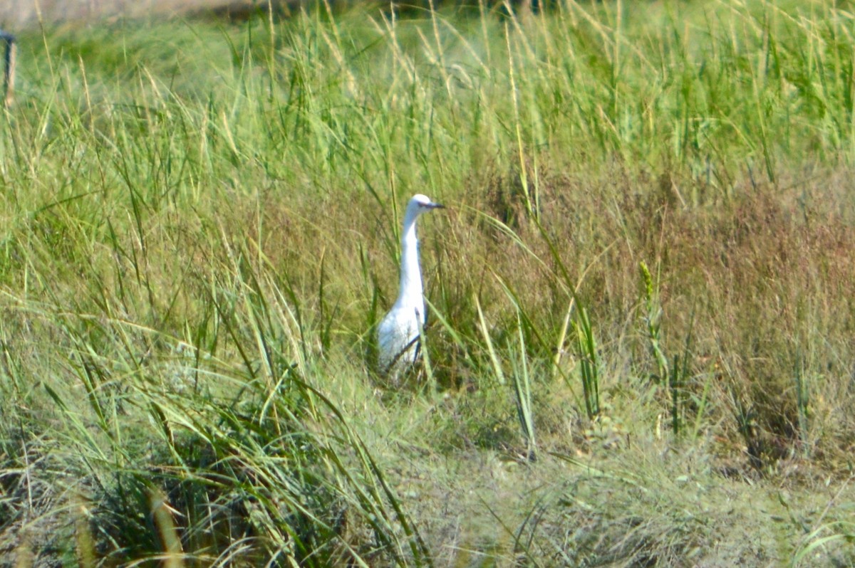 Little Blue Heron - ML172644871