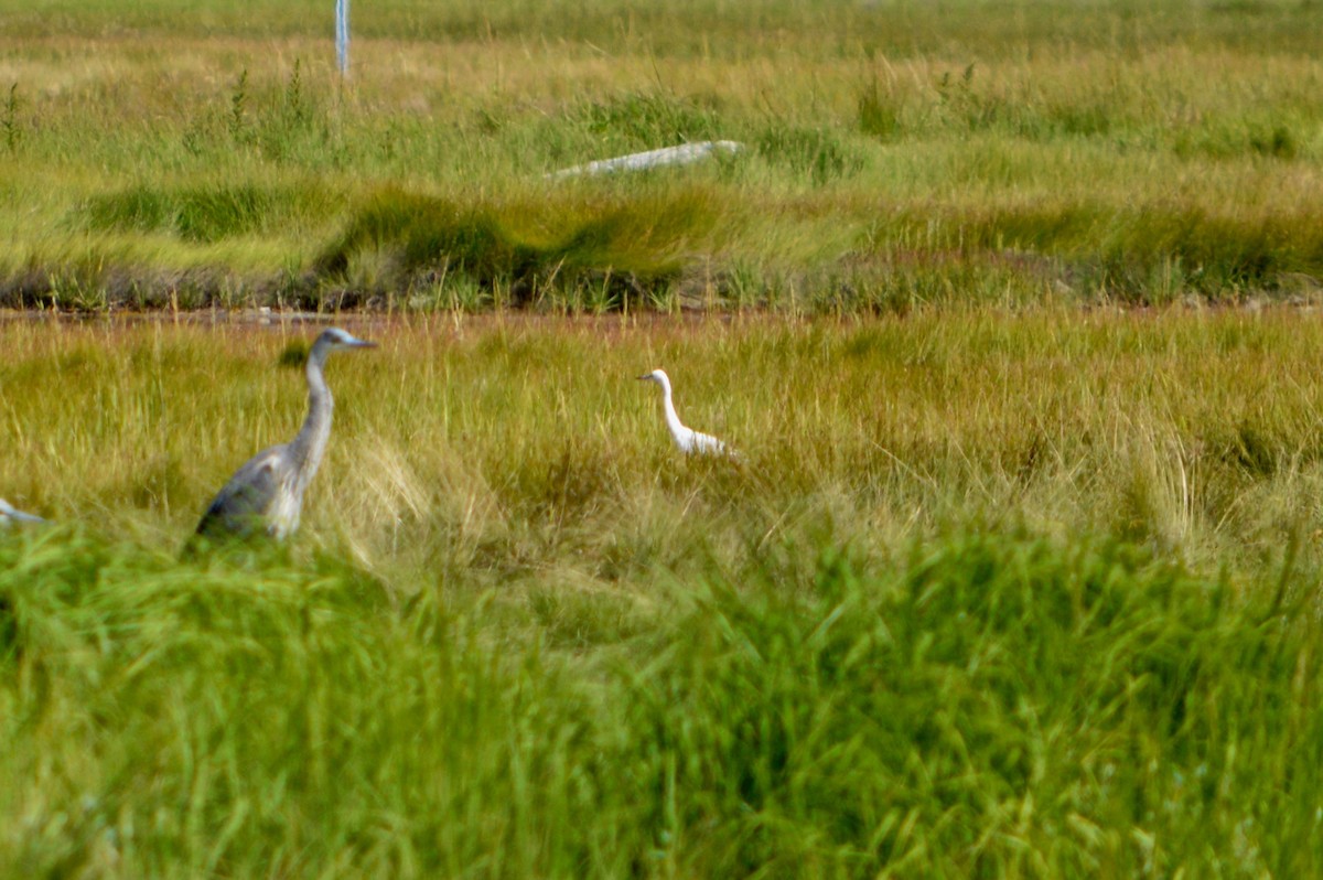 Little Blue Heron - Matt Gill