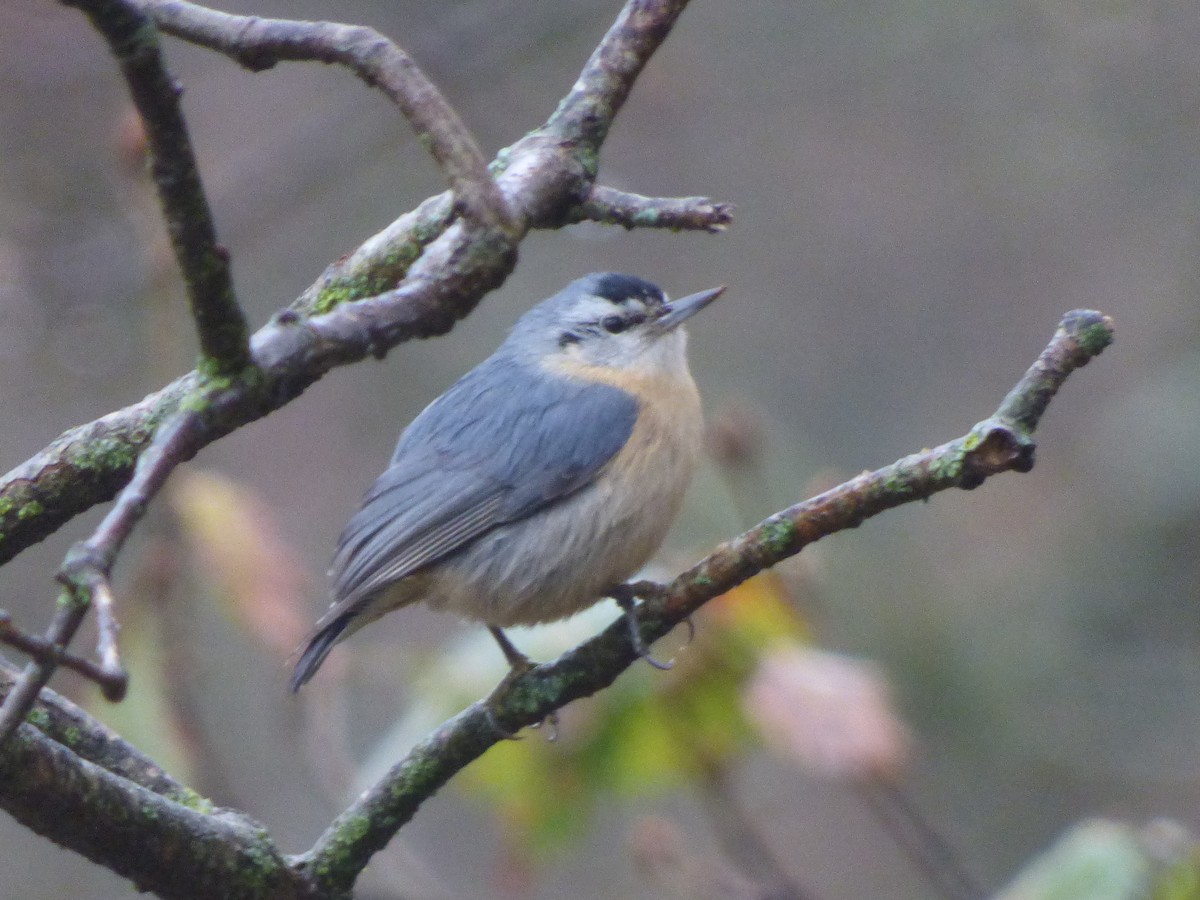 Algerian Nuthatch - ML172645851