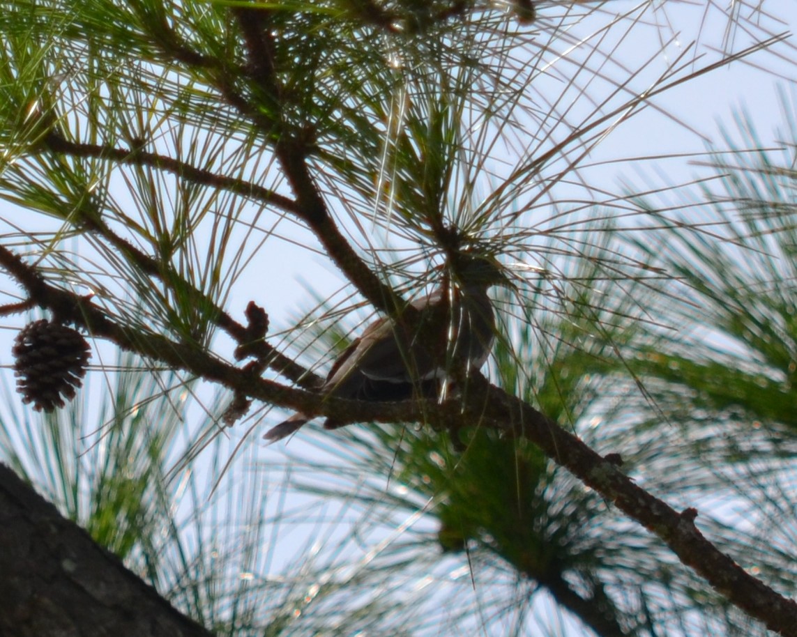 White-winged Dove - ML172646211