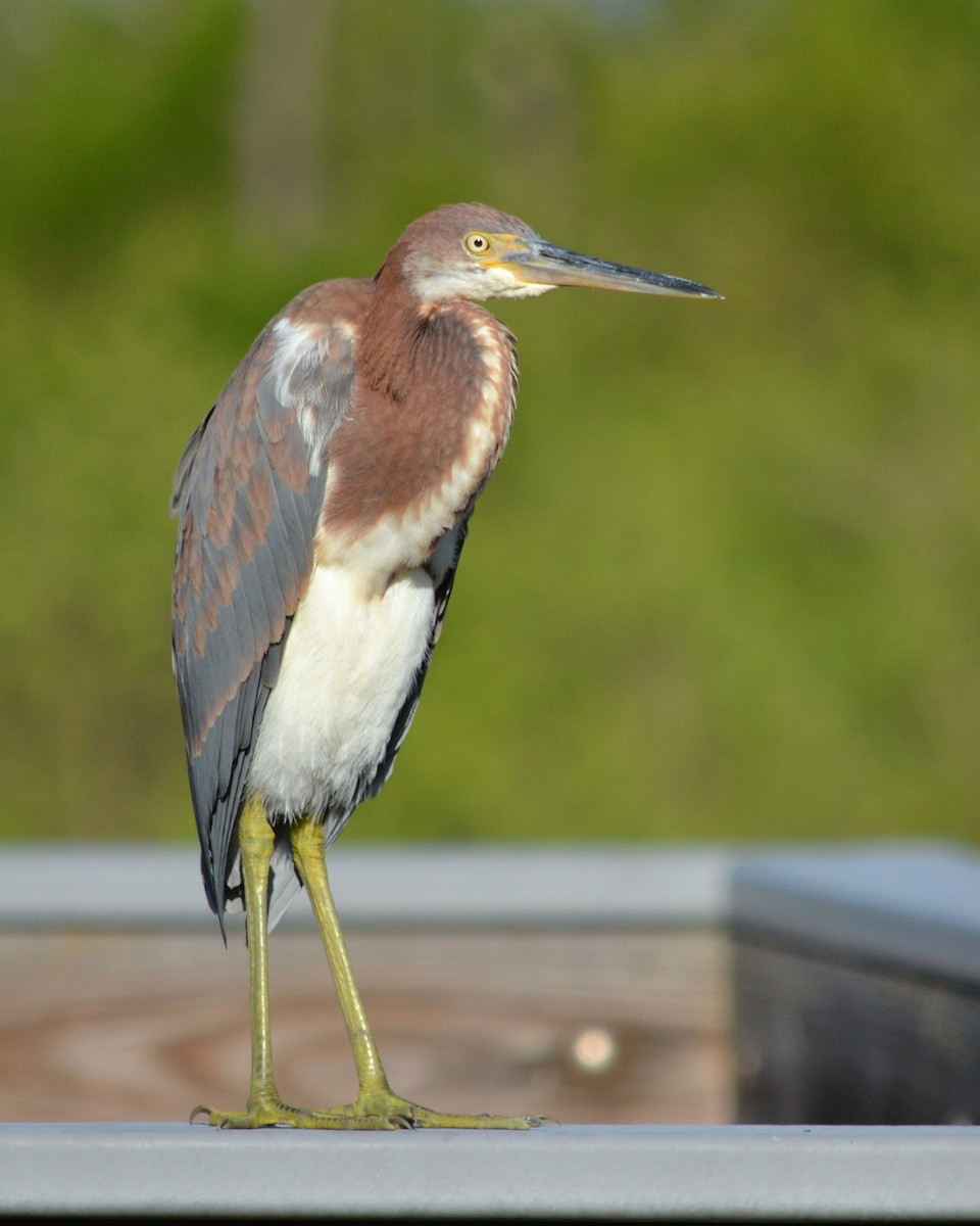 Tricolored Heron - ML172646681