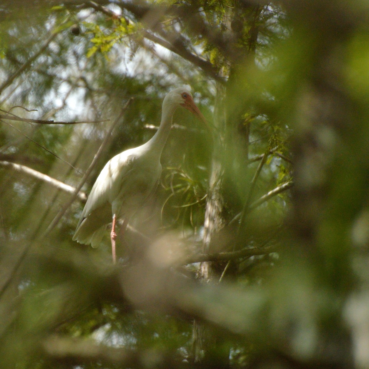 White Ibis - Bente Torvund