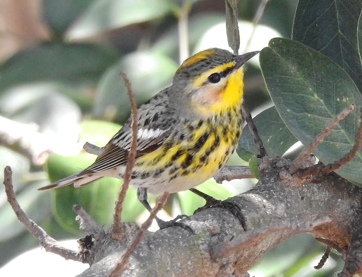 Cape May x Yellow-rumped Warbler (hybrid) - Chuck Schussman