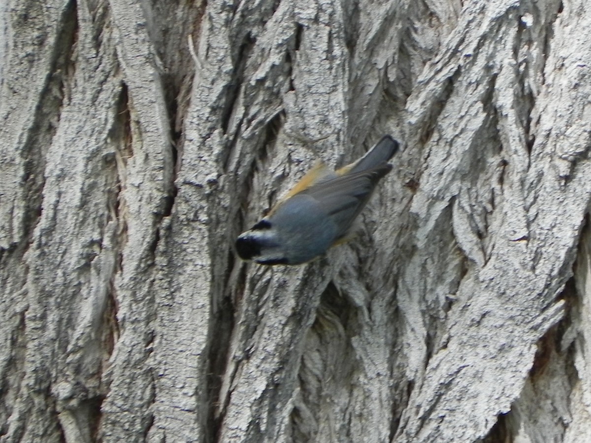 Red-breasted Nuthatch - ML172648171
