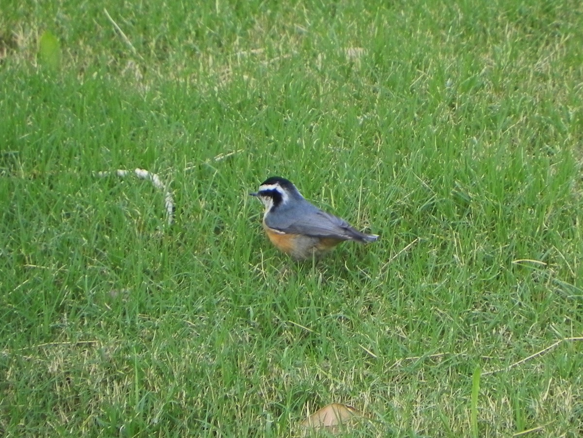 Red-breasted Nuthatch - ML172648181