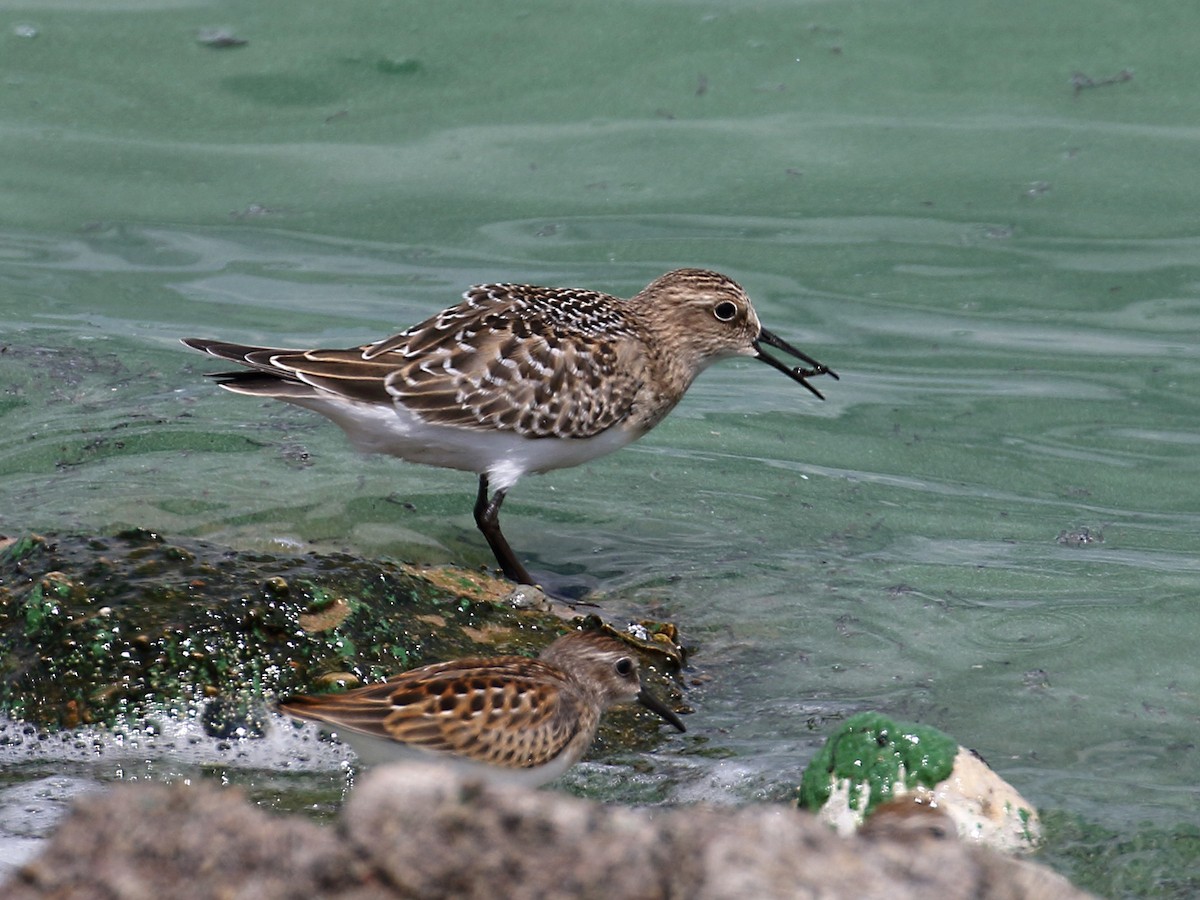 Baird's Sandpiper - Myles McNally