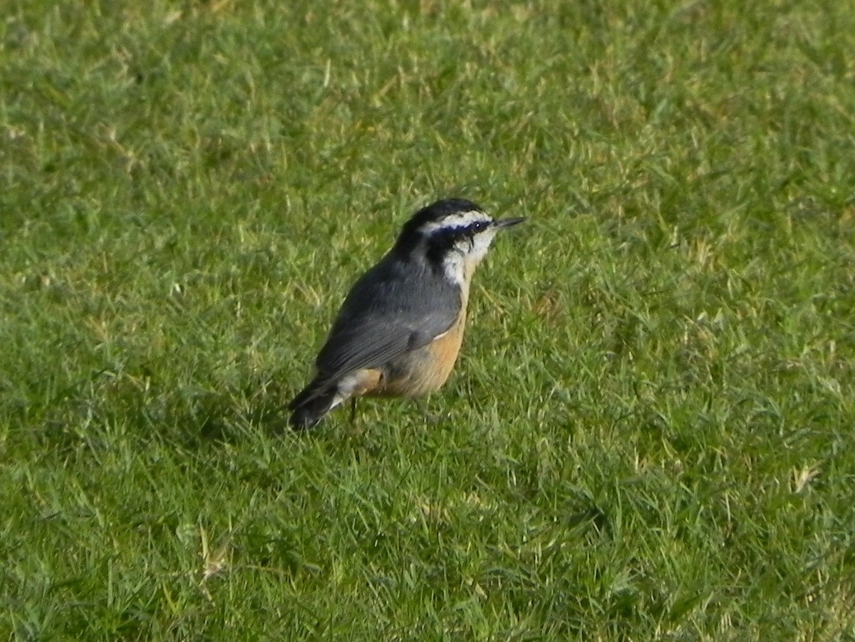 Red-breasted Nuthatch - ML172648491