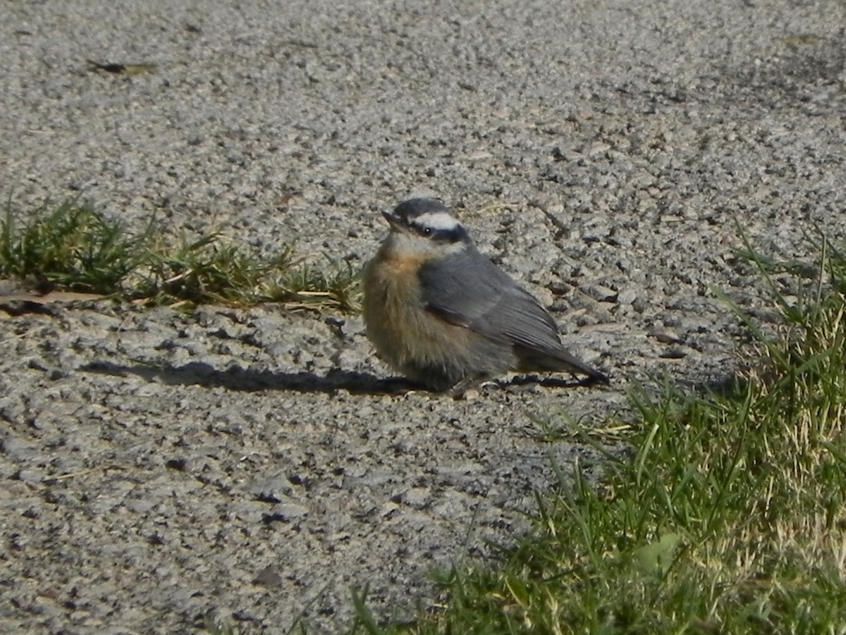 Red-breasted Nuthatch - ML172648501