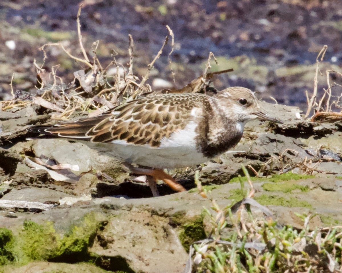 Ruddy Turnstone - Terence Degan