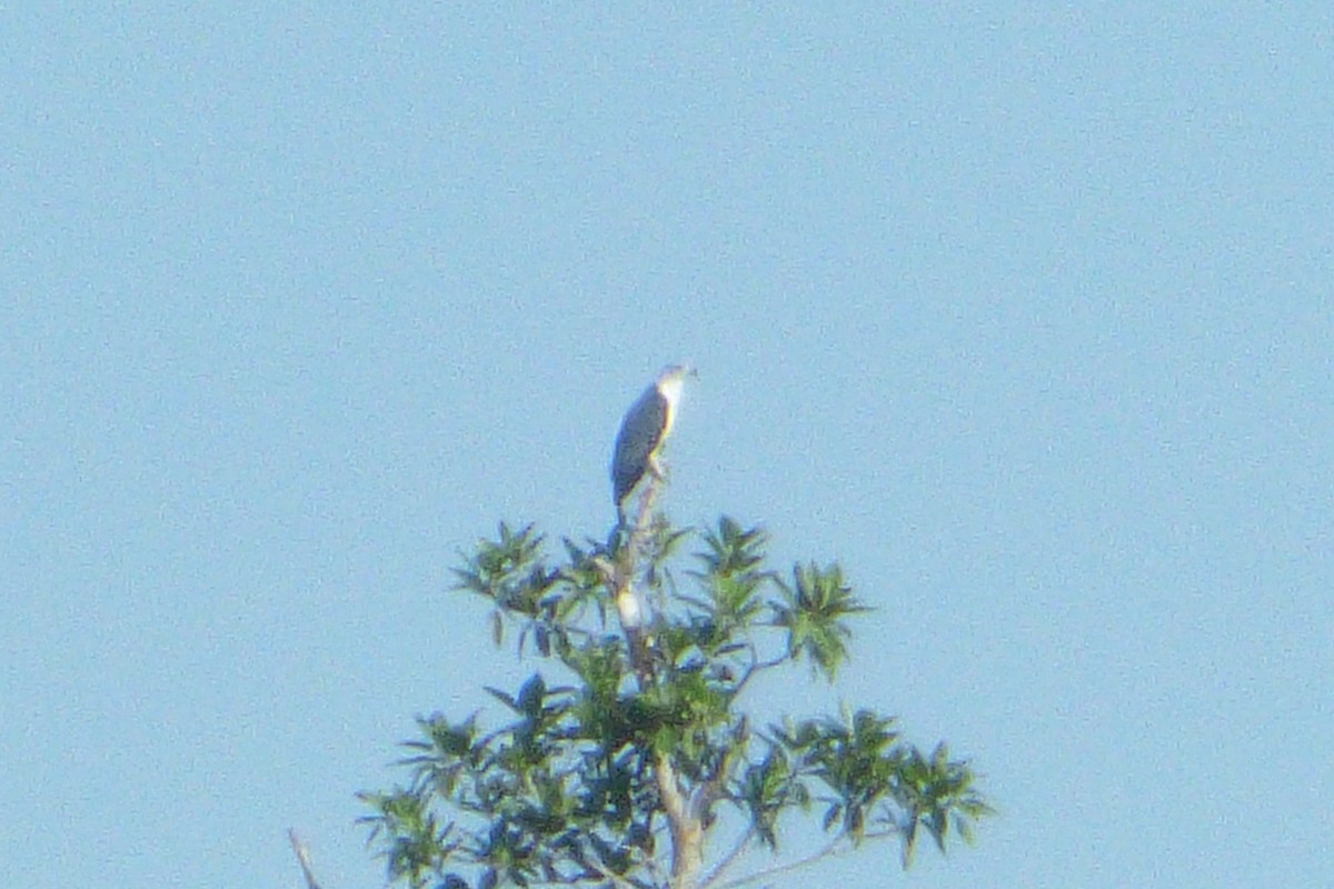 Gray-headed Kite - ML172652261