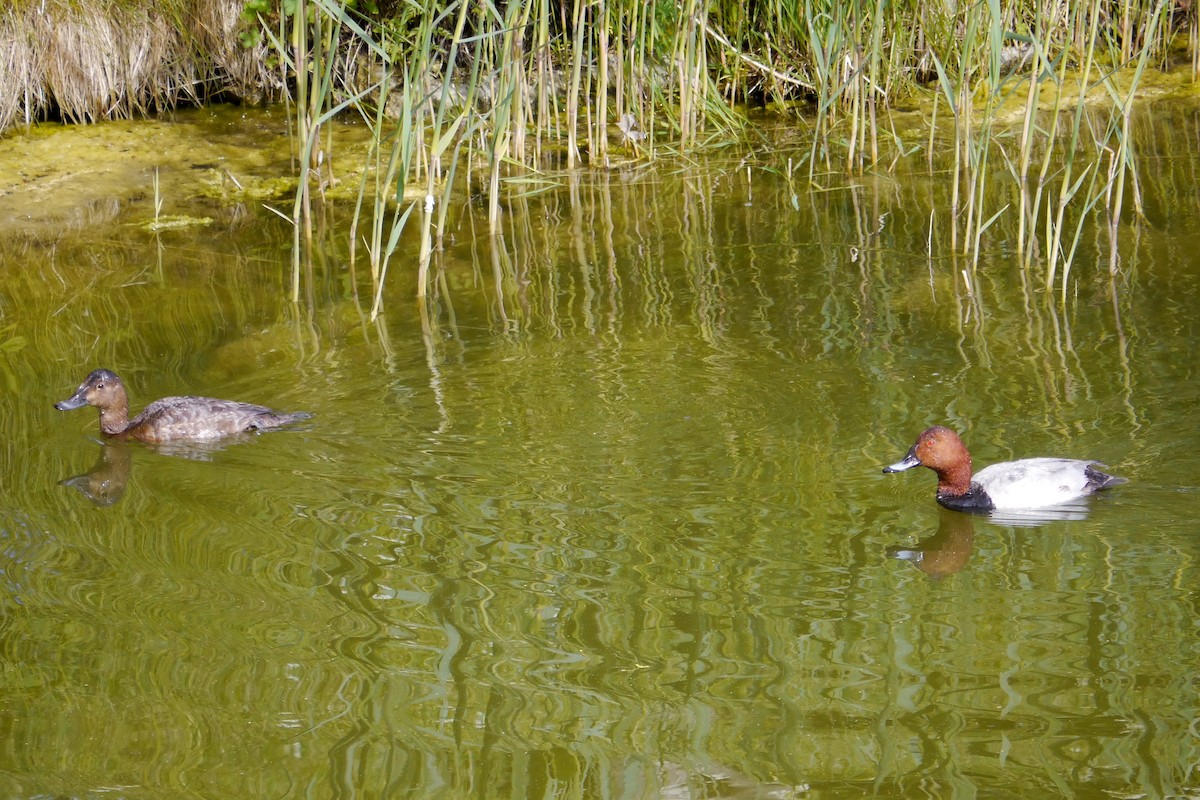 Common Pochard - ML172655201