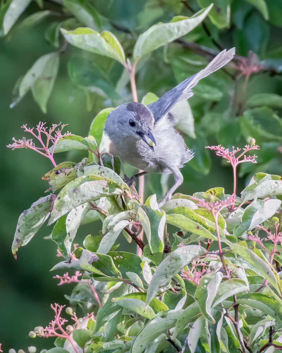 Gray Catbird - ML172656161