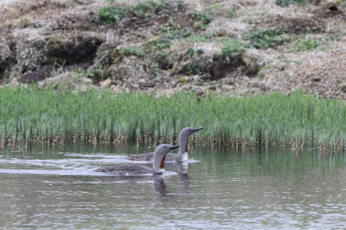 Red-throated Loon - ML172656381