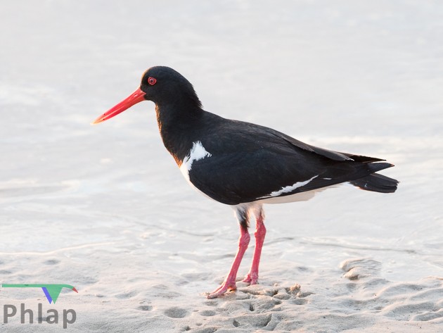 Pied Oystercatcher - ML172656601