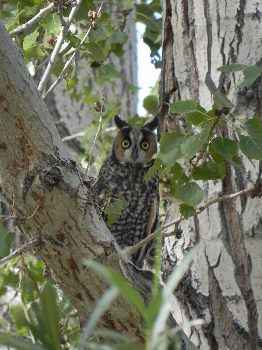 Long-eared Owl - ML172657591