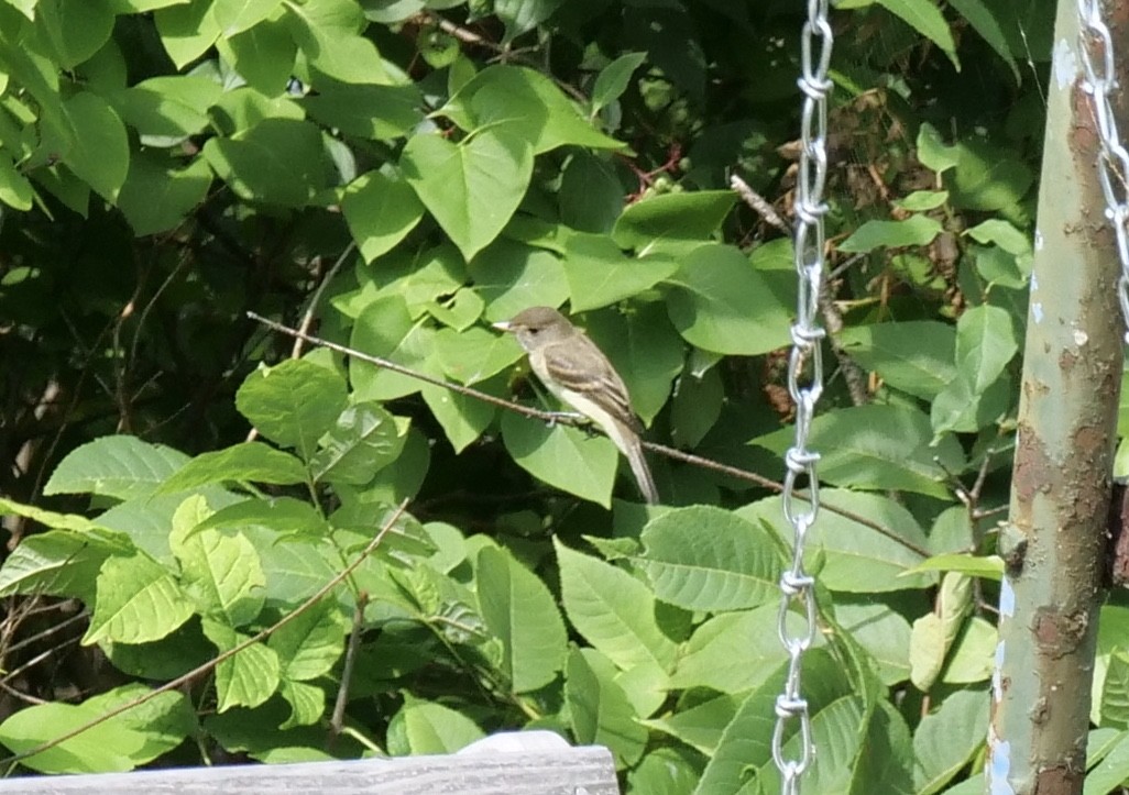 Willow Flycatcher - ML172659671