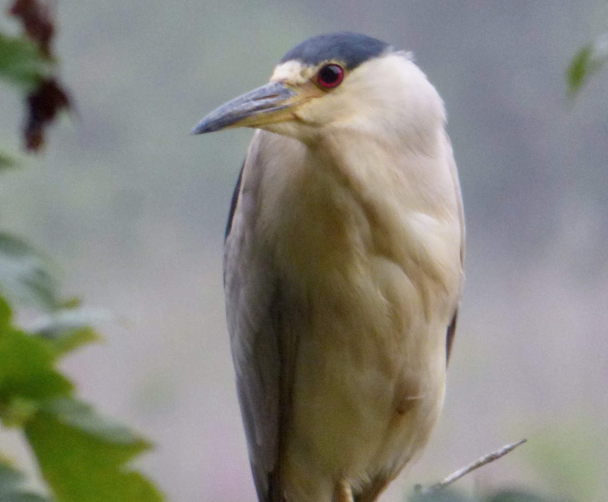 Black-crowned Night Heron - ML172659801