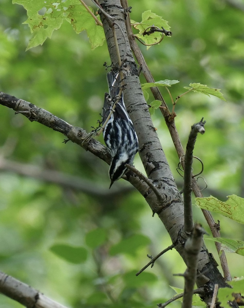 Black-and-white Warbler - ML172660001