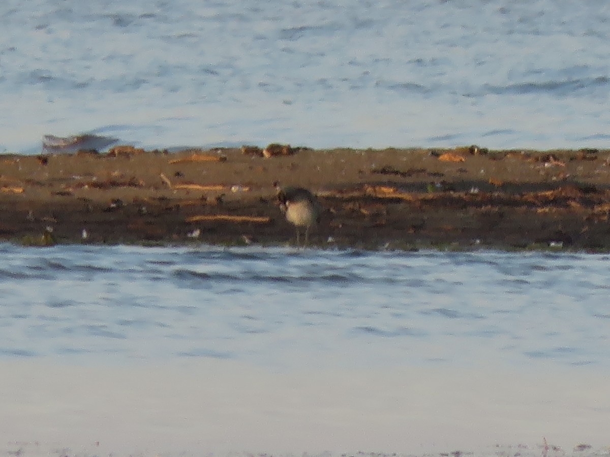 Whimbrel - Jim Mead