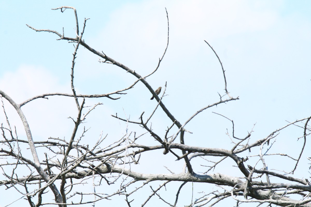 Brown-headed Cowbird - ML172660341