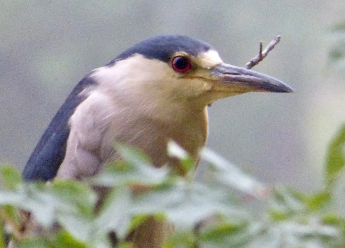 Black-crowned Night Heron - ML172660911