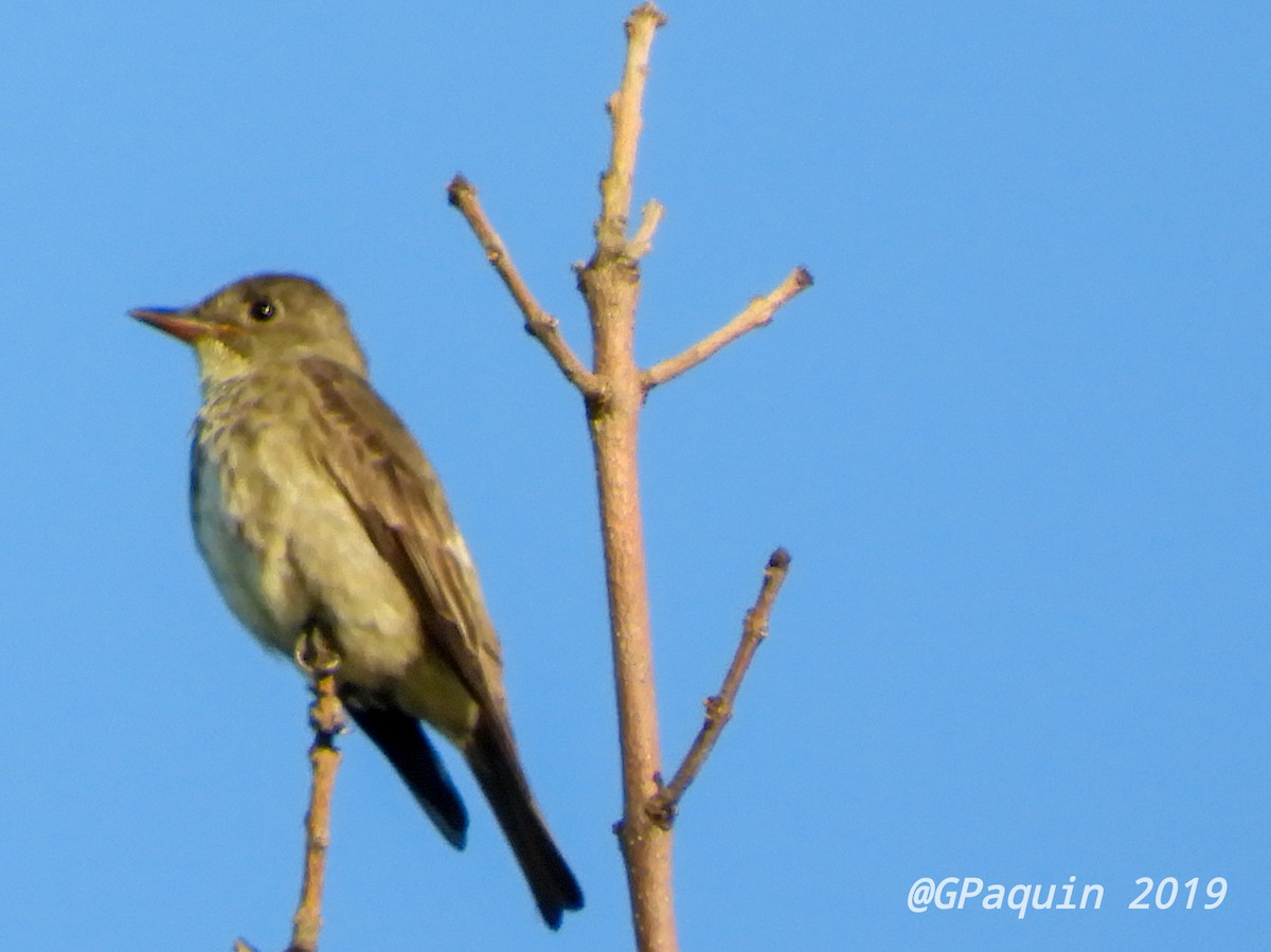 Olive-sided Flycatcher - ML172660991