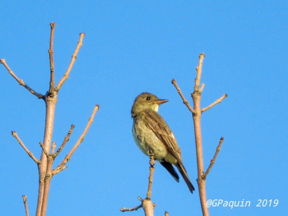 Olive-sided Flycatcher - ML172661001