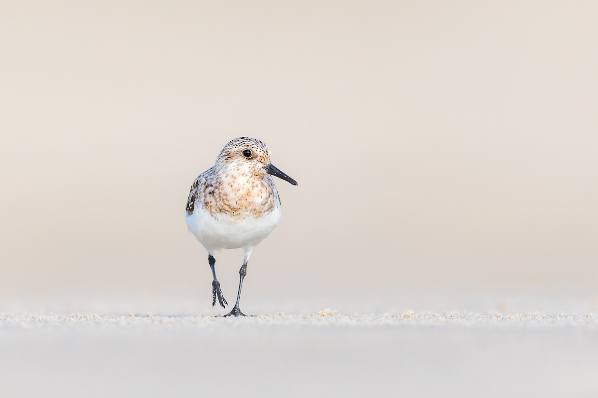Sanderling - Brad Imhoff