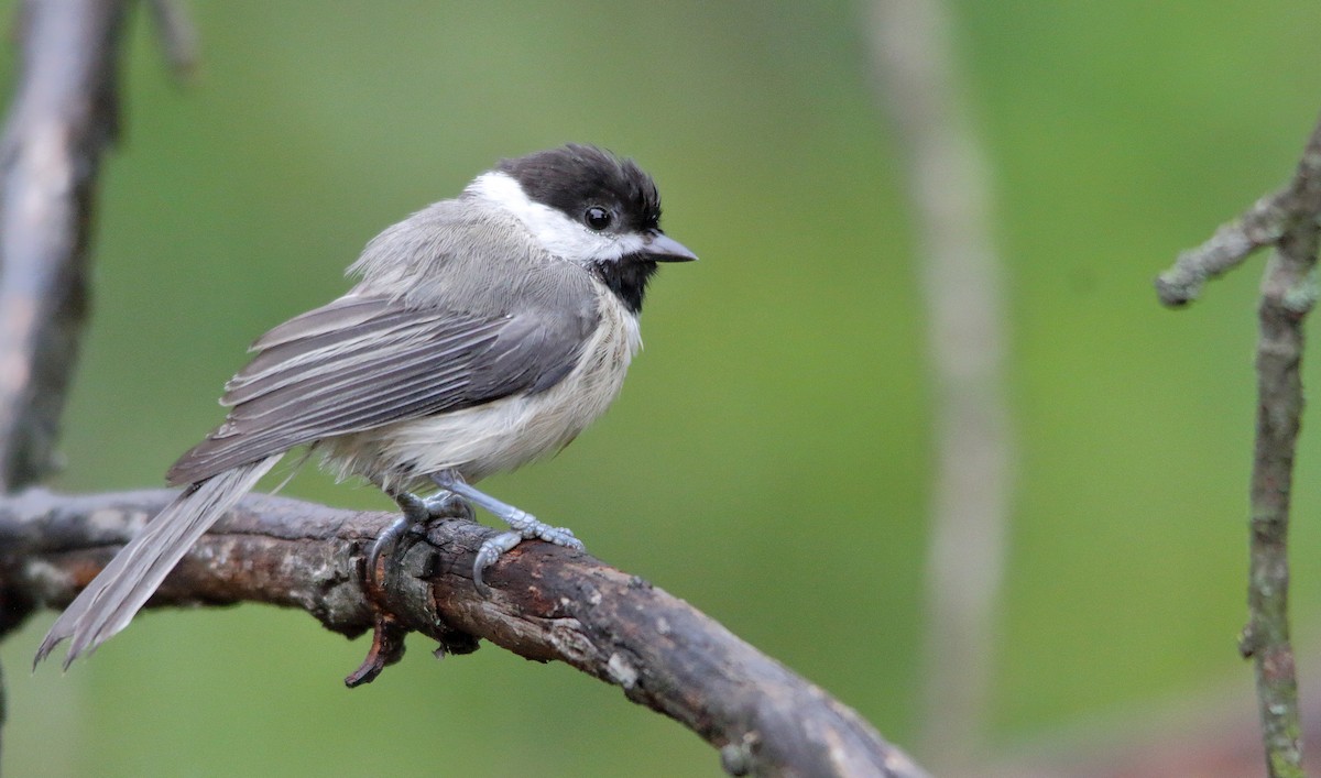 Carolina Chickadee - Nathan Tea