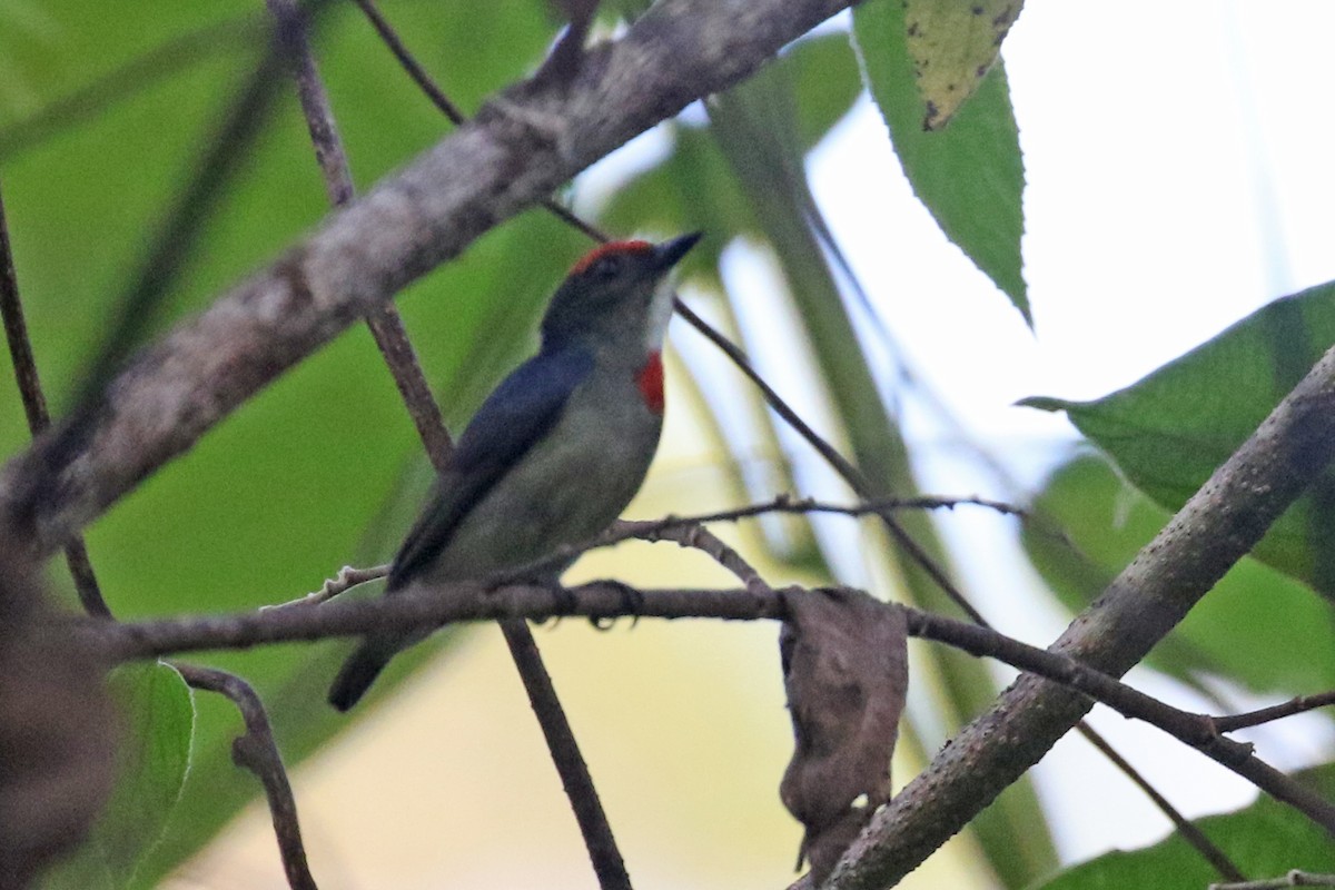 Red-capped Flowerpecker - ML172663311