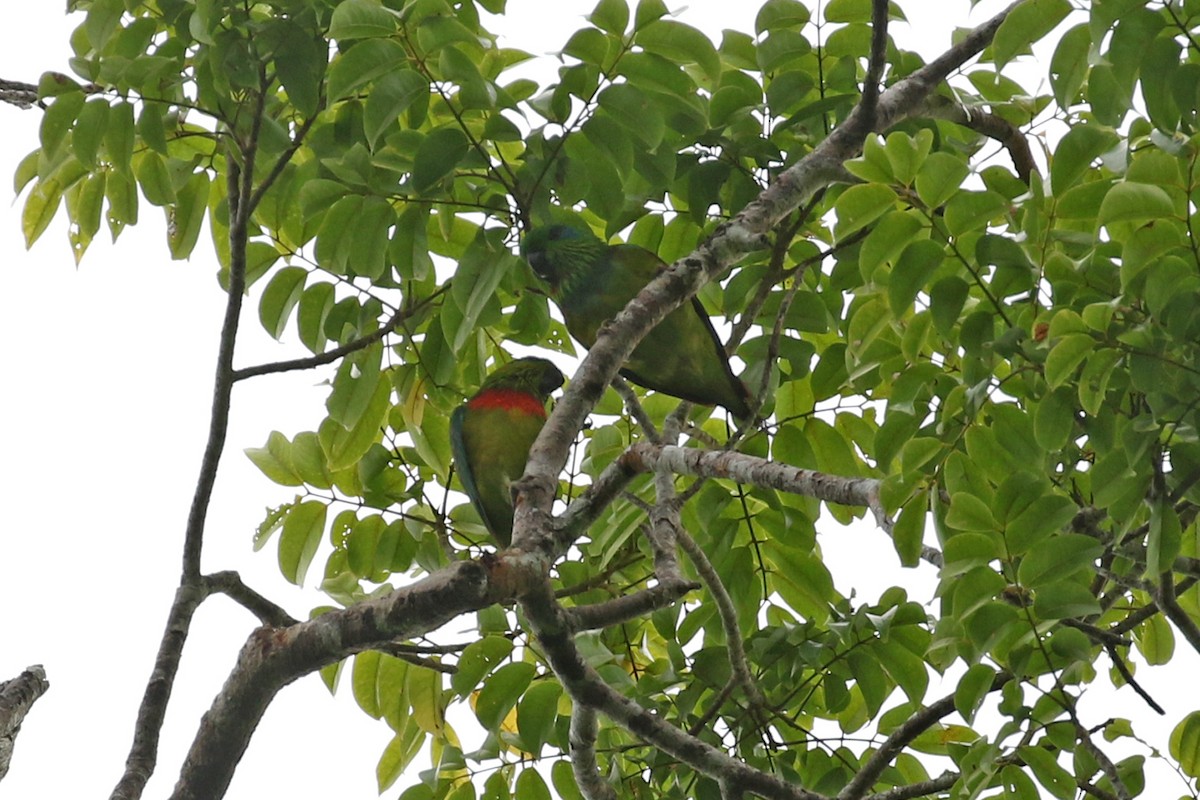 Salvadori İncir Papağanı - ML172663521