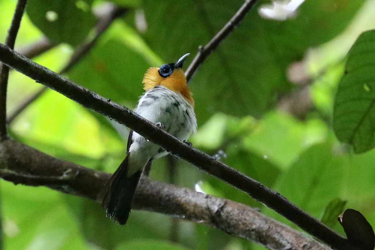 Ochre-collared Monarch - Charley Hesse TROPICAL BIRDING