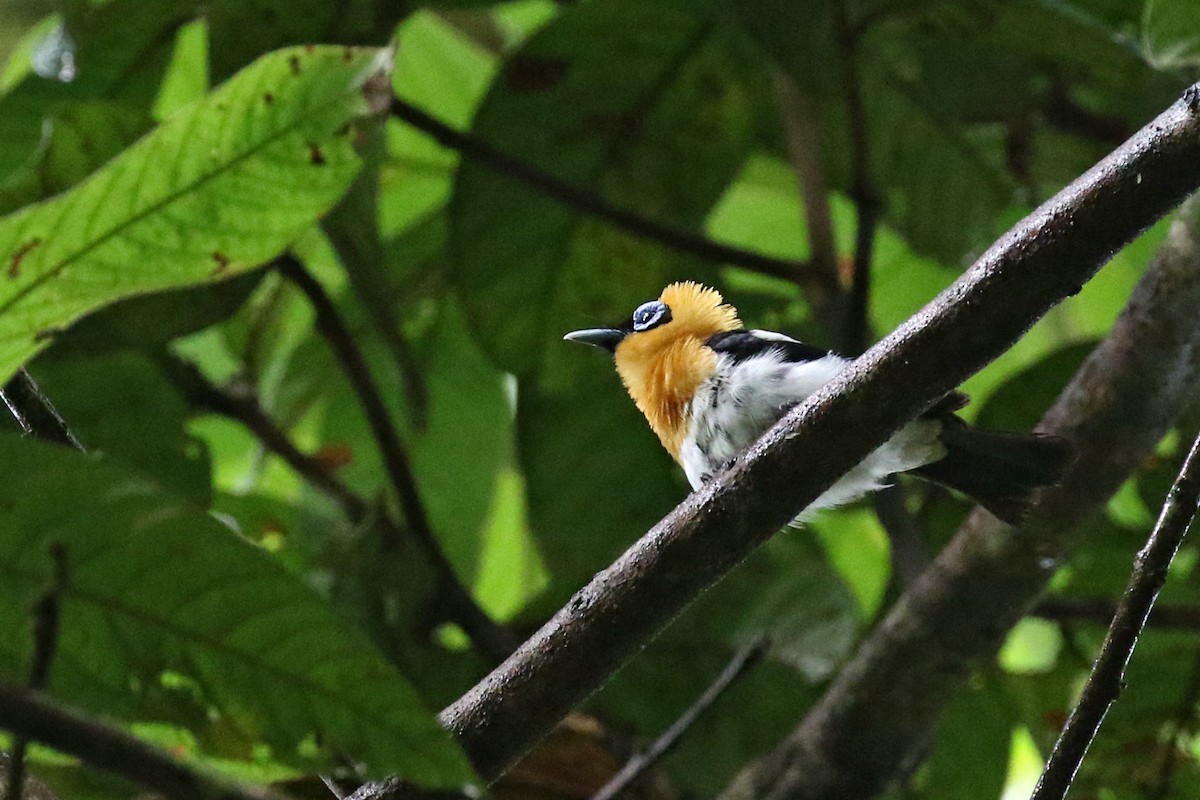 Ochre-collared Monarch - ML172663731