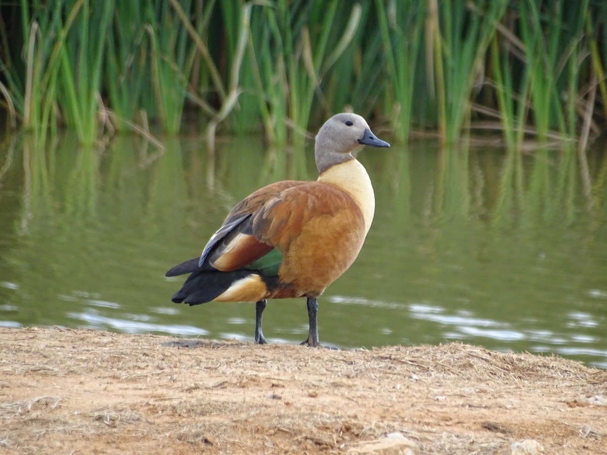 South African Shelduck - ML172664481