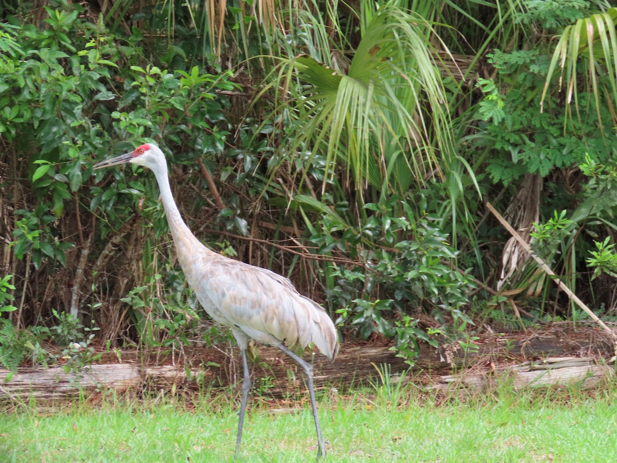 Sandhill Crane - ML172665671