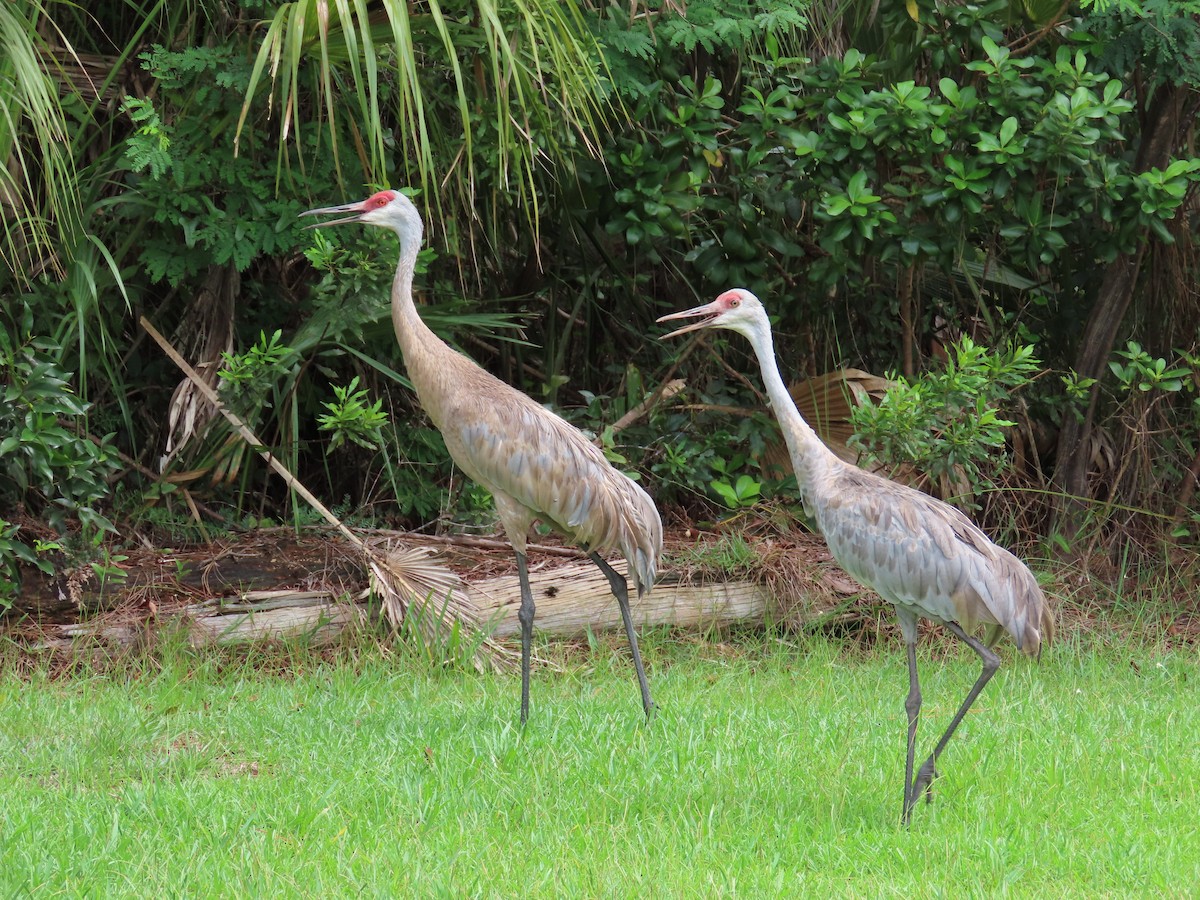 Sandhill Crane - ML172665781