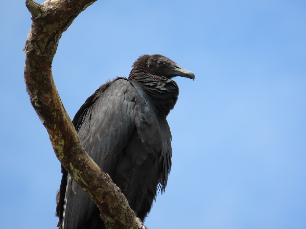 Black Vulture - Chantal Wyler