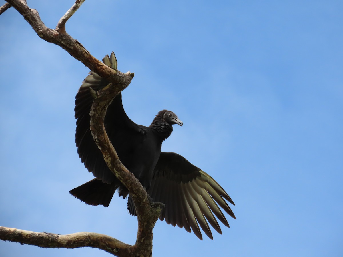 Black Vulture - ML172665861