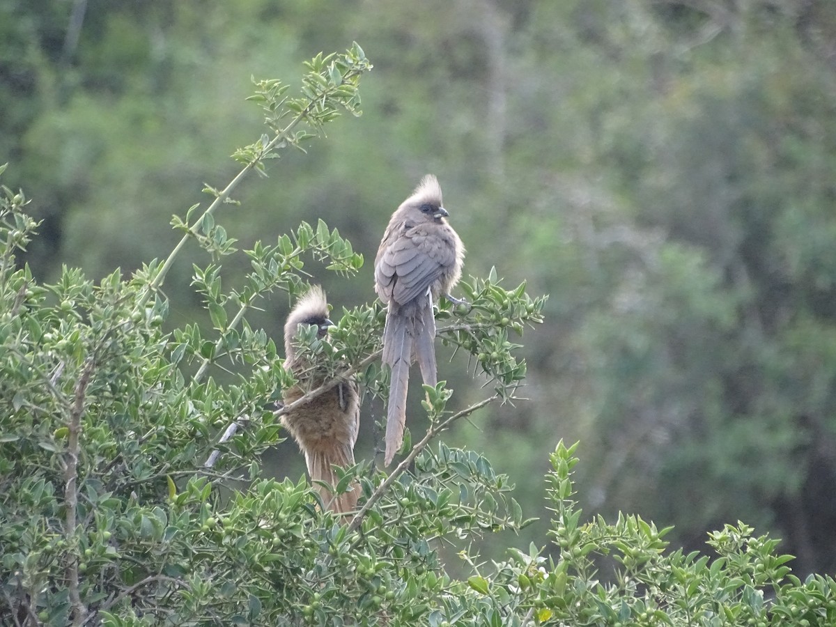 Speckled Mousebird - Juan Gómez Carrillo