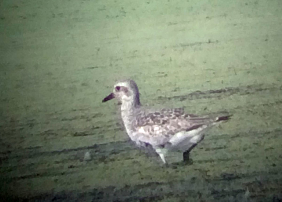 Black-bellied Plover - ML172666021