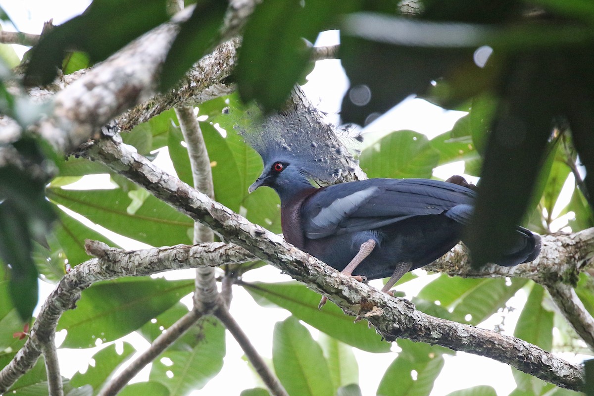 Victoria Crowned-Pigeon - ML172666081